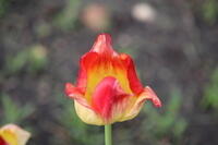 IMG 0652