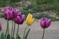IMG 0677