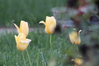 IMG 0774