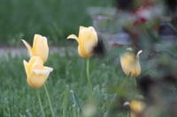 IMG 0775