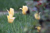 IMG 0776