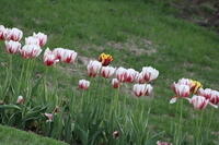 IMG 0816