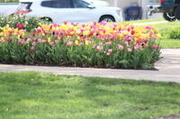 IMG 0592