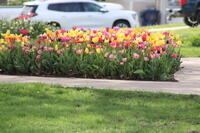 IMG 0599